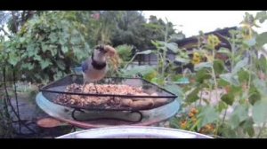 Отличный контент с участием птиц!#птицы #cutbirds #красивыептицы #birdvideo #birdlover #birds