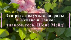 Эта роза получила награды в Женеве и Токио: знакомьтесь, Шоне Мейд!