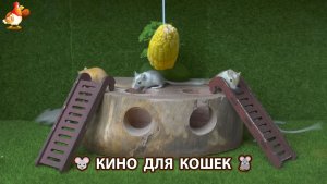 Видео для кошек про крысок развлекать питомцев 🐭🐀😂 562