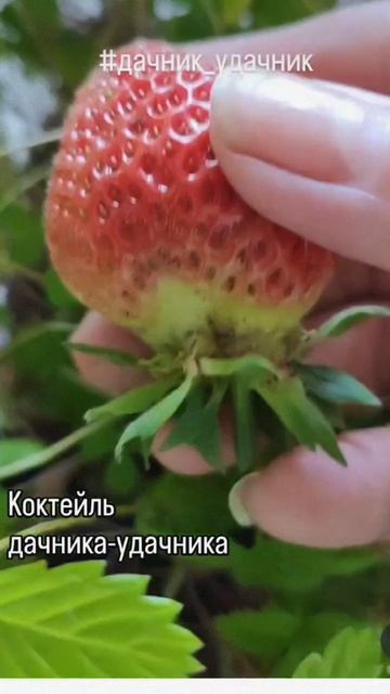 Коктейль #дачник_удачник  #krylova_atomy