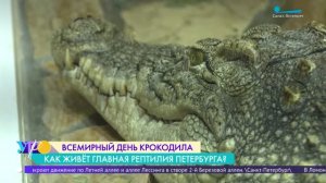 Всемирный день крокодила. Как живётся главной рептилии Ленинградского зоопарка?