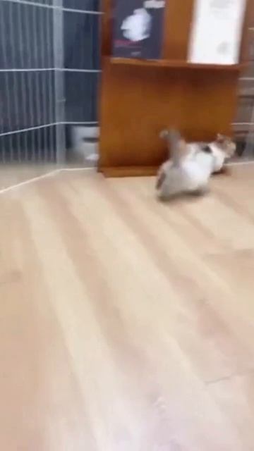 Acore смотреть онлайн