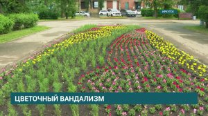 Цветочный вандализм в Иркутске