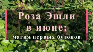Роза Эшли в июне магия первых бутонов