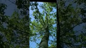 Плачет одинокая береза