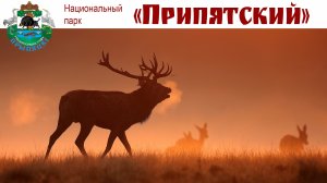 Национальный парк Припятский - сердце Полесья