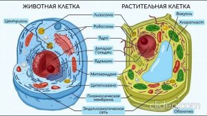 Строение клеток растений и животных - разбор по изображению, функции органойдов