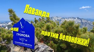 Лаванда против белоножки или гора Громова - 2025
