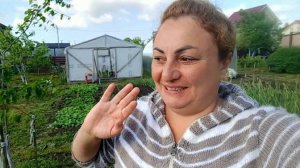 Подвязала Огурцы / Муравьи в Голубике / Влог / Будни Огородника /