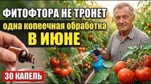 Фитофтора на помидорах: лечение и профилактика в июне — сыворотка с йодом, молоко с борной кислотой