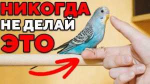 10 Ошибок, которые совершают владельцы попугаев