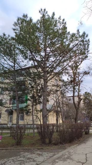 Вот такой день в городе Евпатория | 29 января 2022 год | Крым | ХАН БАТОН |  VID_20220129_162632