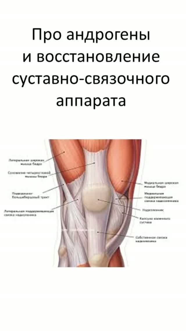 Про андрогены и восстановление суставно-связочного аппарата смотреть онлайн