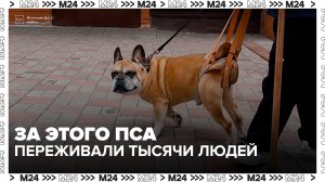 Жительница Коммунарки и ее пес стали героями трогательного ролика - Москва 24