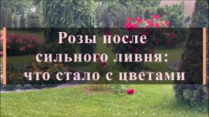 Розы после сильного ливня: что стало с цветами