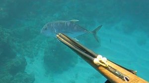 Подводная охота /  Гигантский каранкс, черный окунь, рыба и моллюски
