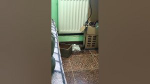 Мышеловка 220 вольт