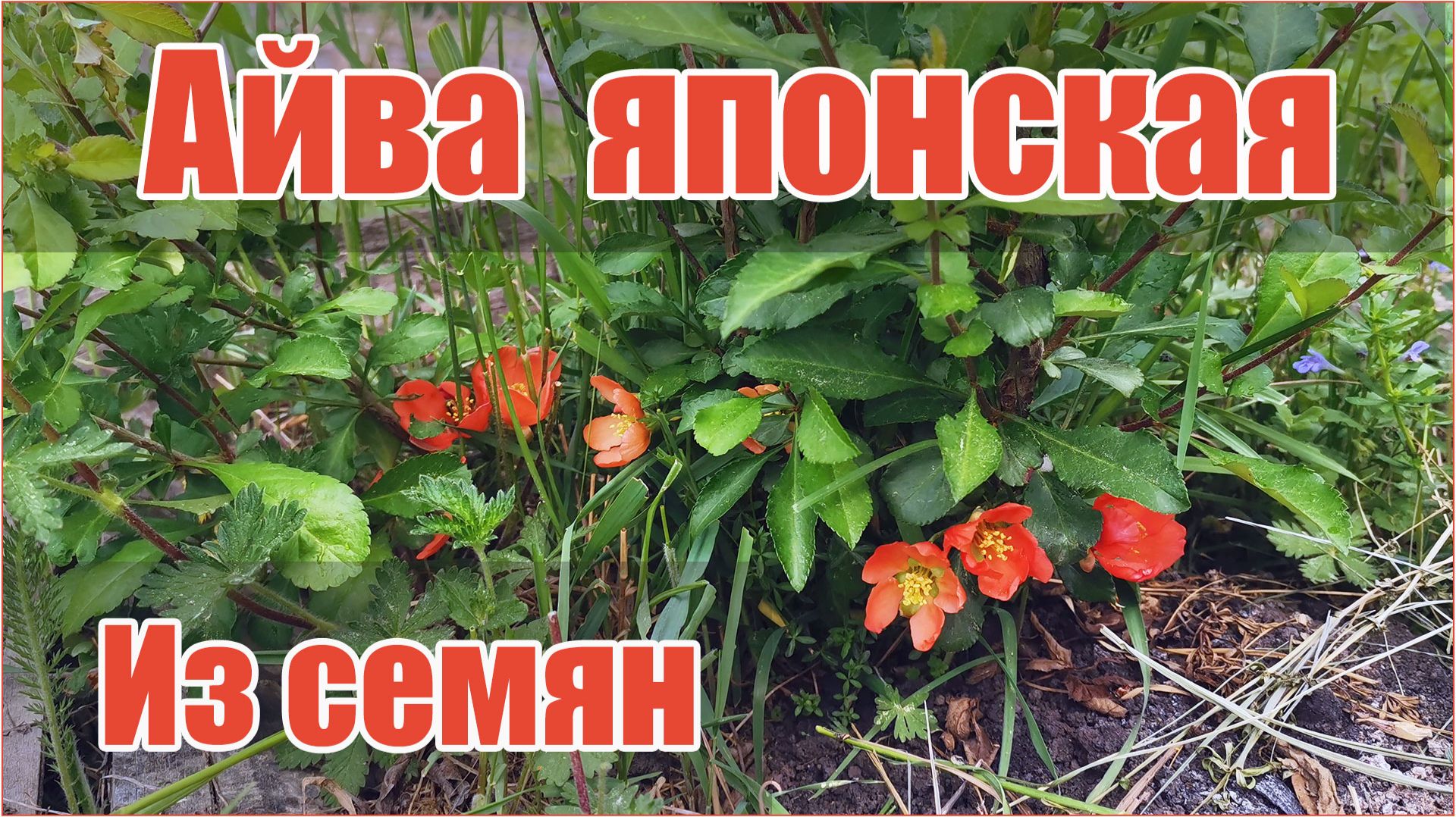 Как вырастить хеномелес (японскую айву) из семян?