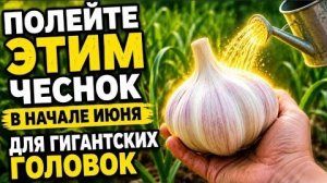 Подкормка чеснока в июне для крупных головок: монофосфат калия, зола, нашатырь — секреты урожая