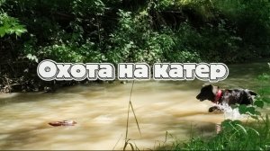 Охота на катер, тестируем, собаки и катер на реке