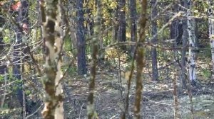 Осенняя охота на рябчика