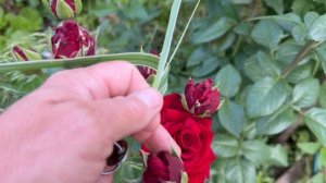 Что и как у меня сейчас и чем живу я,