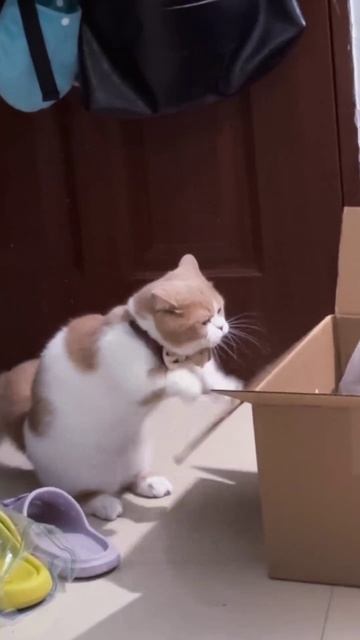 Вы уже спите? Тогда мы идём к вам 😺