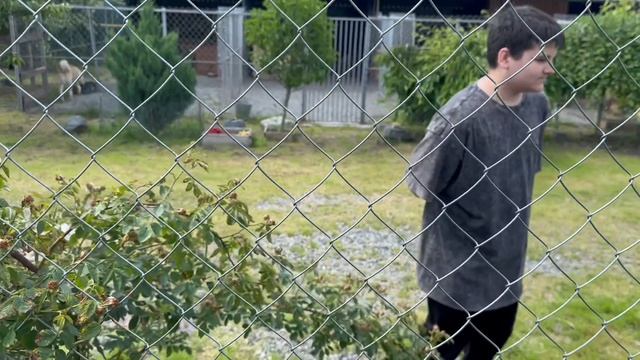 Безусловное доверие: как слепой пес изучает безопасный мир смотреть онлайн