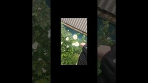 меня ушла гуляю по делом занята ,увидела пожар автобуса 🚍