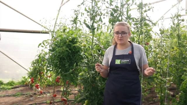 Жирование томатов. Спасаем урожай. смотреть онлайн