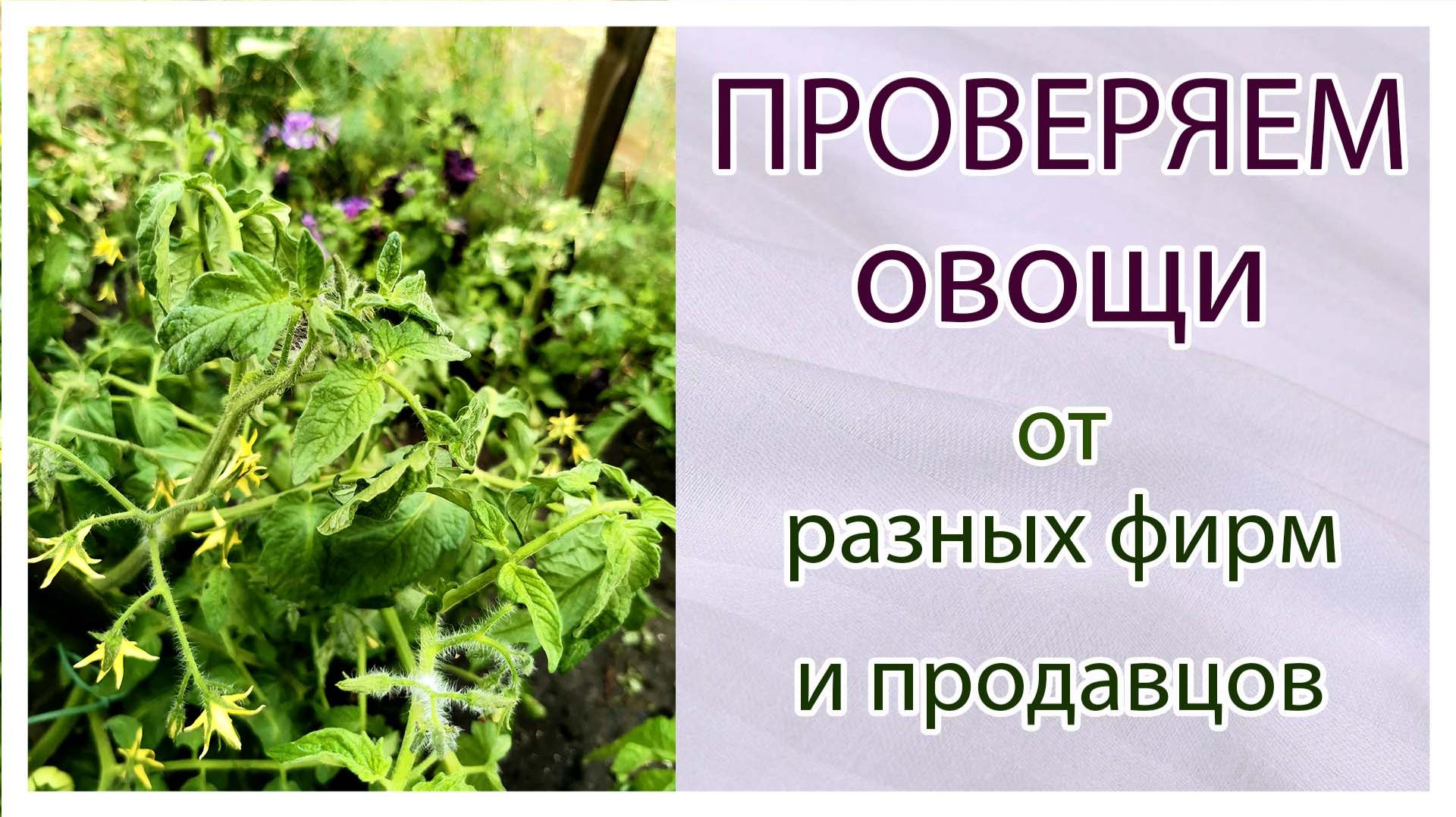 Проверка сортов овощей от разных фирм и продавцов. Огурцы, томаты, перец.