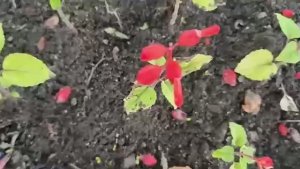 С ДНЁМ РОЖДЕНИЯ АЛИНА 18.06.2026