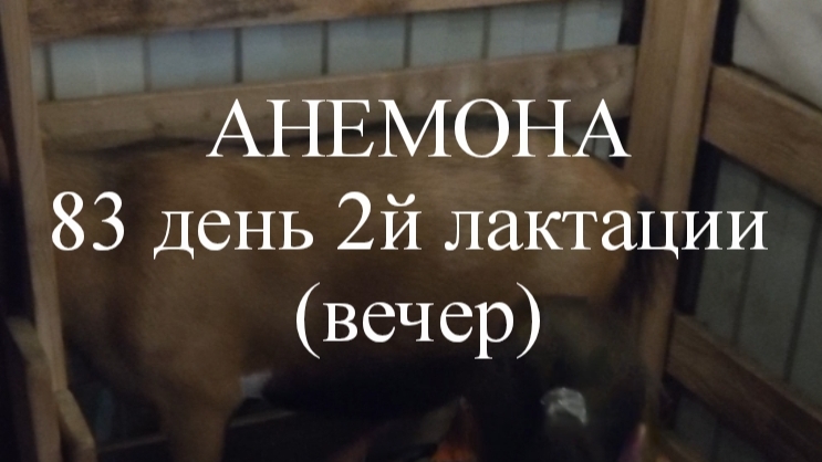 АНЕМОНА кн50 83 день 2й лактации (вечер)
