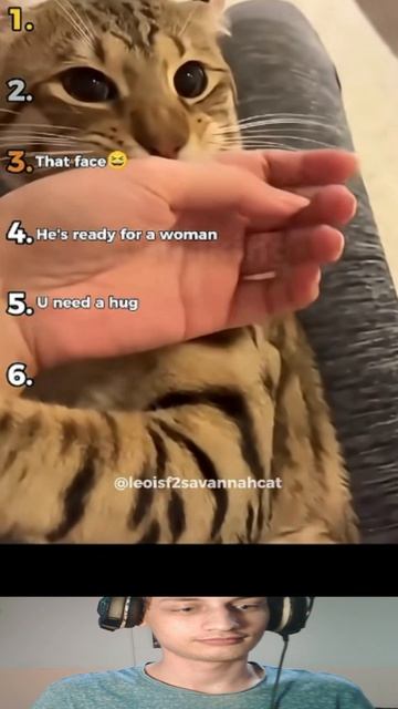 Пассивно Агрессивные Коты