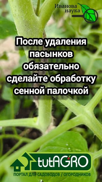 🍅 Всего 2 ПРАВИЛА ✂️ пасынкования томатов для БЕШЕНОГО урожая! 🌱 Формирование тепличного томата.