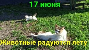Летние хлопоты