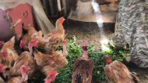 ПЕРЕПЕЛОВ - покормить 🐥 дела в ОГОРОДЕ.🌿Зита и Гита🐷 ЦЫПЛЯТА растут без проблем 🐥🐥🐥
