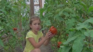 Помидоры урожай Очень крупные сорта Сибирь Дача, Огород, Овощи Вика