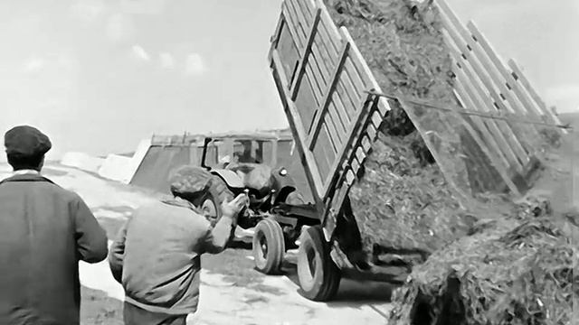1975 год. Тюменский район. Закладка сенажа