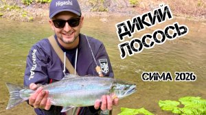 Вот это бой! Ловля дикого лосося на легкий спиннинг.