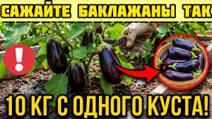 Баклажаны прут как на дрожжах! Полный разбор от А до Я