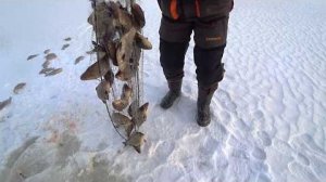 Так я еще не ловил Они полные и не лезут в лунку Рыбалка в дикой Сибири