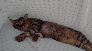 Кира моя🐱
