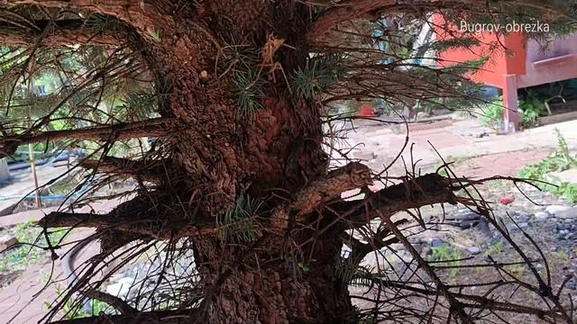 Убираем пеньки у ели. Агроном Бугров Максим