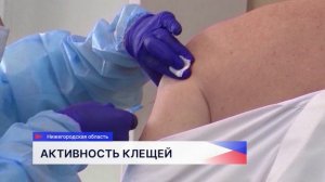 Более 3700 жителей Нижегородской области стали жертвами укусов клещей с начала сезона