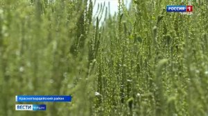 Посевные площади семенников сахарной свёклы в Крыму за три года увеличились в 4 раза