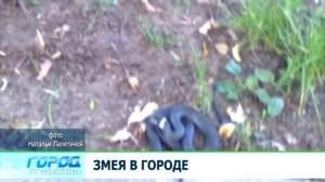 Нашествие змей 22.08.13 Город