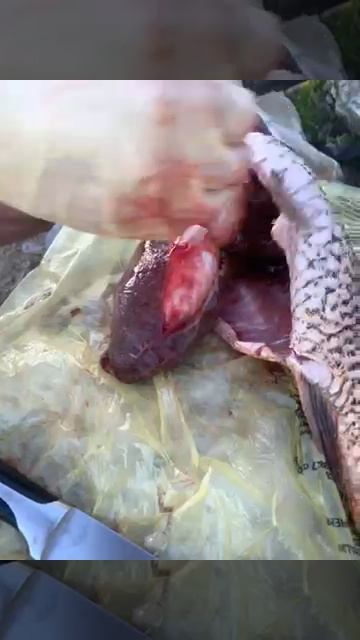 Рыба попалась с икрой