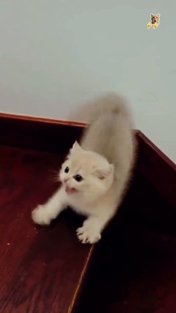 Шерсть дыбом!😻Веселые котики. Коты хулиганы! Невероятные трюки! #кот #хулиган #трюк #смех #short