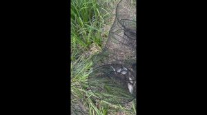 Станица Луганская, озеро Глубокое мормышил разную рыбу и боролся с браконьерами спиннингом...